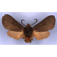 /filer/webapps/moths/media/images/K/kilimaensis_Metarctia_HT_ZSM_01.jpg