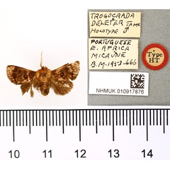 /filer/webapps/moths/media/images/D/deleter_Trogocrada_HT_BMNH.jpg