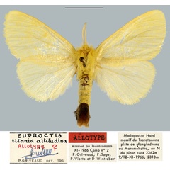 /filer/webapps/moths/media/images/A/altitudina_Euproctis_AT_MNHN.jpg