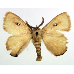 /filer/webapps/moths/media/images/C/clarissa_Hamartia_AM_Basquin_02.jpg