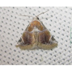 /filer/webapps/moths/media/images/C/costimacula_Autoba_A_Bippus.jpg