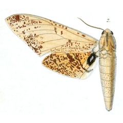 /filer/webapps/moths/media/images/C/conspersa_Basiana_HT_Dewitz_1-2.jpg
