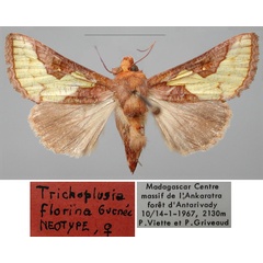 /filer/webapps/moths/media/images/F/florina_Trichoplusia_NT_MNHN.jpg