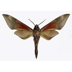 /filer/webapps/moths/media/images/B/bicolor_Phylloxiphia_AM_Basquin_02.jpg