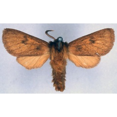 /filer/webapps/moths/media/images/R/rhodites_Metarctia_PT_BMNH_01.jpg