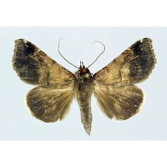 /filer/webapps/moths/media/images/H/hypographa_Pseudogiria_AF_Poirrier.jpg