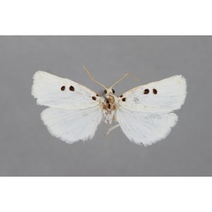 /filer/webapps/moths/media/images/T/tripuncta_Cyana_A_BMNH.jpg