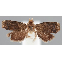 /filer/webapps/moths/media/images/C/chlorobathra_Eucosma_PTF_BMNH.jpg