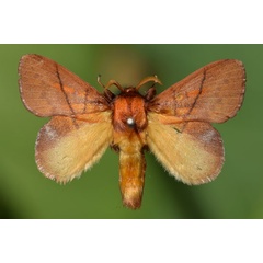 /filer/webapps/moths/media/images/I/igneotincta_Trichopisthia_A_Butler.jpg