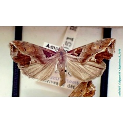 /filer/webapps/moths/media/images/I/ionochrota_Plusiodonta_A_PZBT_01.jpg