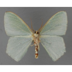 /filer/webapps/moths/media/images/T/trifilifimbria_Prasinocyma_A_ZSM_02.jpg