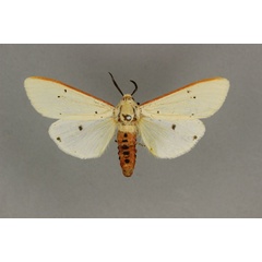 /filer/webapps/moths/media/images/M/moloneyi_Aloa_A_BMNH.jpg