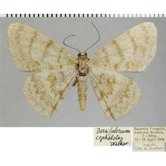 /filer/webapps/moths/media/images/C/cephalotes_Dorsifulcrum_AM_ZSMa.jpg