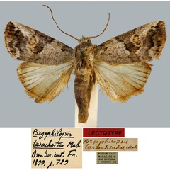 /filer/webapps/moths/media/images/T/tarachoides_Bryophilopsis_LT_MNHN.jpg
