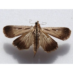 /filer/webapps/moths/media/images/E/exsiccata_Tathorynchus_A_Goff.jpg