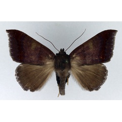 /filer/webapps/moths/media/images/C/cuprizonea_Achaea_AM_Legrain.jpg