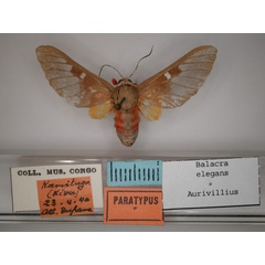 /filer/webapps/moths/media/images/E/elegans_Balacra_A_RMCA_03.jpg