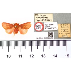 /filer/webapps/moths/media/images/C/coccinea_Miresa_HT_BMNH.jpg