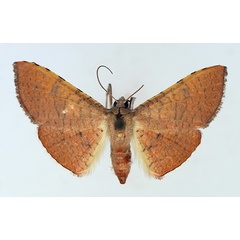 /filer/webapps/moths/media/images/J/joccatia_Banisia_AF_TMSA.jpg
