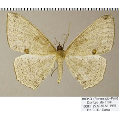 /filer/webapps/moths/media/images/B/biocellaria_Apatadelpha_AF_ZSM.jpg