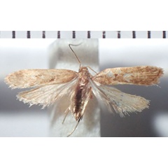 /filer/webapps/moths/media/images/M/malagasy_Helcystogramma_HT_RMNH.jpg