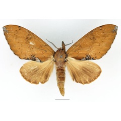 /filer/webapps/moths/media/images/S/subargentea_Brachychira_AF_Basquin_02.jpg