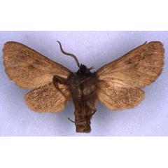 /filer/webapps/moths/media/images/B/burungae_Metarctia_HT_RMCA_02.jpg
