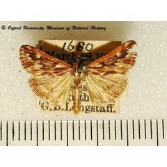 /filer/webapps/moths/media/images/Z/zaide_Blepharucha_A_OUMNH_02.jpg