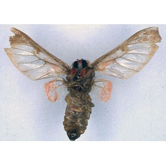 /filer/webapps/moths/media/images/A/ashantica_Balacra_HT_BMNH_02.jpg