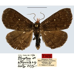 /filer/webapps/moths/media/images/A/albipuncta_Plecoptera_HT_MNHN.jpg