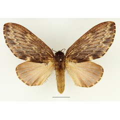 /filer/webapps/moths/media/images/L/lanceolata_Filiola_AF_Basquin_02.jpg