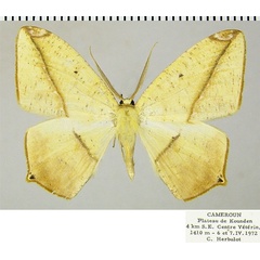 /filer/webapps/moths/media/images/A/ansorgei_Epigynopteryx_AM_ZSMa.jpg