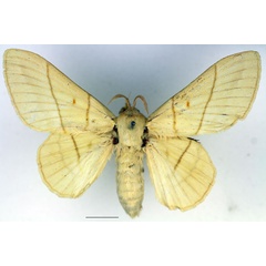 /filer/webapps/moths/media/images/M/monteiroi_Trichopisthia_AF_Basquin_02.jpg