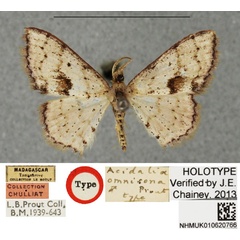 /filer/webapps/moths/media/images/O/omnisona_Scopula_HT_BMNH.jpg