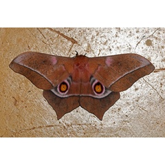 /filer/webapps/moths/media/images/E/epimethea_Imbrasia_A_Voaden_01.jpg