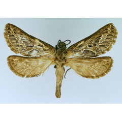 /filer/webapps/moths/media/images/L/leucophaea_Eudalaca_AF_TMSA.jpg