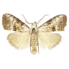 /filer/webapps/moths/media/images/M/mesothermoides_Meganola_AM_ANHRT.jpg