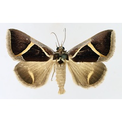 /filer/webapps/moths/media/images/P/pentagonalis_Parafodina_AM_TMSA_01.jpg