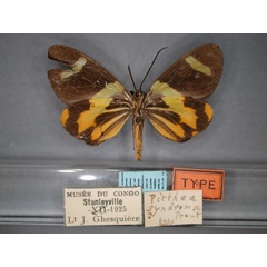 /filer/webapps/moths/media/images/S/syndroma_Pitthea_HT_RMCA_02.jpg