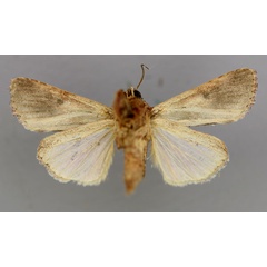 /filer/webapps/moths/media/images/M/mauritia_Spodoptera_A_RMCA_02.jpg