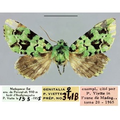 /filer/webapps/moths/media/images/K/kenricki_Mageochaeta_AF_MNHN.jpg