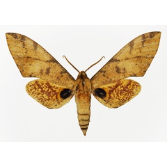 /filer/webapps/moths/media/images/P/piabilis_Platysphinx_AM_Basquin_01.jpg