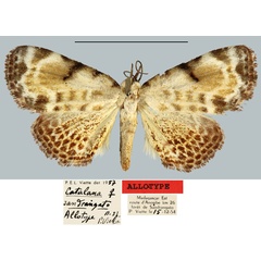 /filer/webapps/moths/media/images/S/sandrangato_Catalana_AT_MNHN.jpg