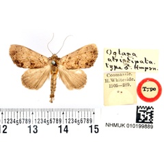 /filer/webapps/moths/media/images/A/atristipata_Oglasa_HT_BMNH.jpg