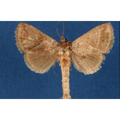 /filer/webapps/moths/media/images/T/timberlakei_Shimonia_PT_Lehmann.jpg