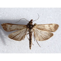 /filer/webapps/moths/media/images/N/noctuella_Nomophila_A_Goff.jpg
