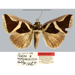 /filer/webapps/moths/media/images/M/madagascariensis_Fodina_HT_MNHN.jpg
