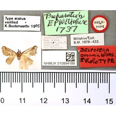/filer/webapps/moths/media/images/O/omana_Deltoptera_HT_BMNH.jpg