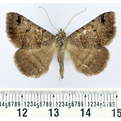 /filer/webapps/moths/media/images/N/nigrimacula_Mocis_A_BMNH.jpg
