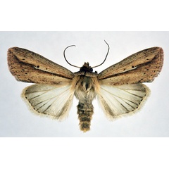 /filer/webapps/moths/media/images/T/tacuna_Mythimna_AM_NHMO.jpg